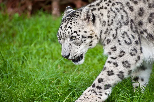 Hermoso retrato de Snow Leopard Panthera Uncia gran gato — Foto de Stock