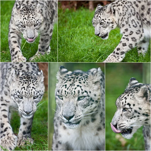 Compilation of five images of Snow Leopard Panthera Uncia big ca — Stock Photo, Image
