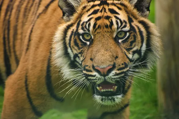 Portret Tygrys sumatrzański panthera tigris sumatrae duży kot — Zdjęcie stockowe