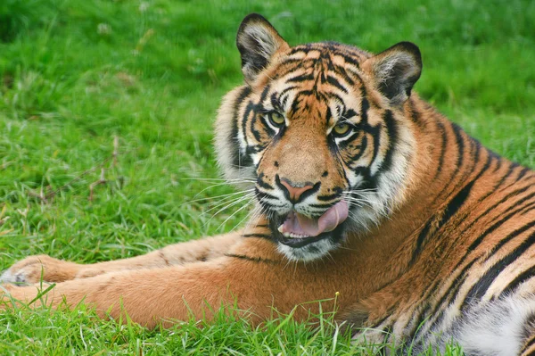 Ritratto di Sumatra Tiger Panthera Tigri Sumatrae grande gatto — Foto Stock