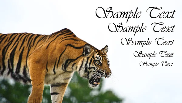 Retrato de Tigre de Sumatra Panthera Tigris Sumatrae investigando — Foto de Stock