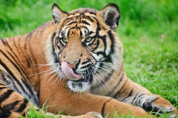 Portrét sumaterský tygr panthera tigris sumatrae velká kočka — Stock fotografie
