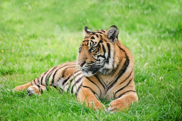Portrait of Sumatran Tiger Panthera Tigris Sumatrae big cat — Stock Photo, Image