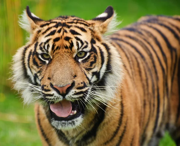 Portret van Sumatraanse tijger panthera tigris sumatrae grote kat — Stockfoto