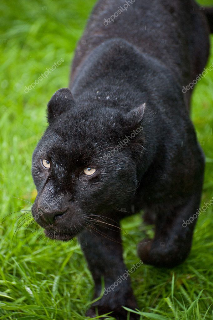  Black Leopard Wild Cat Animal Puma Jaguar Big Cat