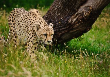 Cheetah Acinonyx Jubatus Big Cat clipart