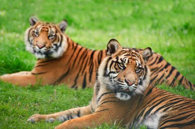 Sumatra kaplanı panthera tigris sumatrae büyük kedi portresi