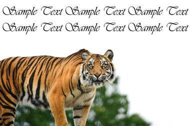 Sumatra kaplanı panthera tigris sumatrae bakarak portresi