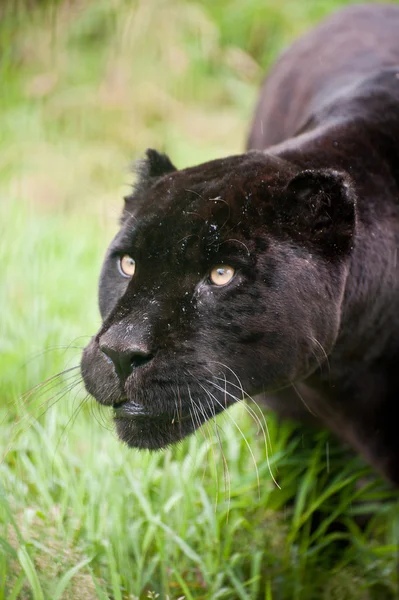 Чорний jaguar Panthera Onca що крадеться копання довгій траві — стокове фото