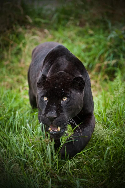 Siyah jaguar panthera onca thorugh uzun otların sinsi sinsi — Stok fotoğraf