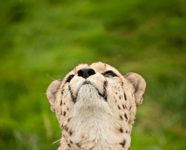 猎豹猎豹属 jubatus 大猫 — 图库照片