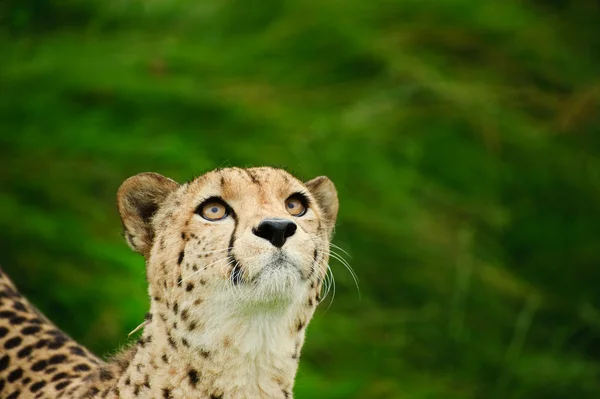 Cheetah acinonyx jubatus stor katt — Stockfoto