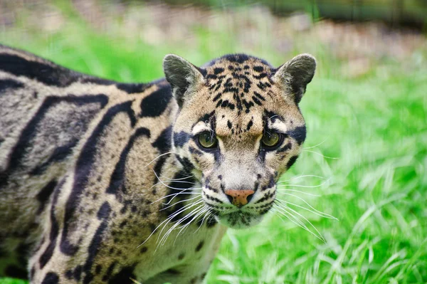 Nublado leopardo Neofelis Nebulova grande gato retrato — Fotografia de Stock