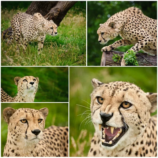 Sammanställning av bilder av cheetah acinonyx jubatus stor katt — Stockfoto