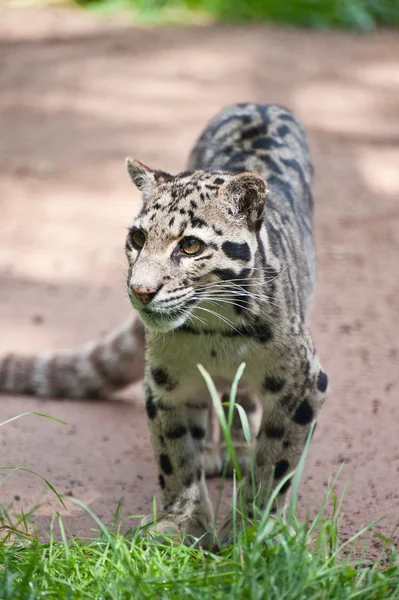 Nublado leopardo Neofelis Nebulova gran gato retrato —  Fotos de Stock