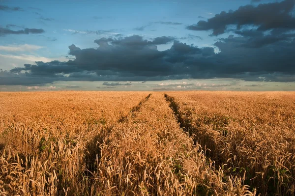 Golden wheat field under dramatic stormy sky landscape — Stock Photo, Image