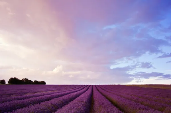Wunderschöne Lavendelfeldrandschaft mit dramatischem Himmel — Stockfoto