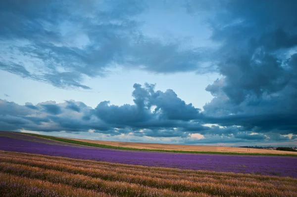 Bellissimo paesaggio campo di lavanda con cielo drammatico — Foto Stock