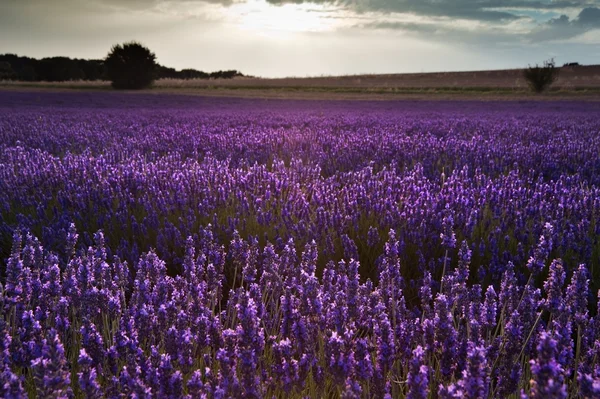 Vackra lavendel fält landskap med dramatisk himmel — Stockfoto