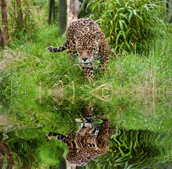 Impresionante jaguar Panthera Onca merodeando a través de reflejo de hierba larga — Foto de Stock