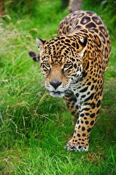 Ohromující jaguár panthera onca prodírá skrze vysoké trávě — Stock fotografie