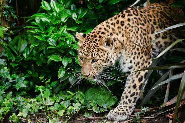 Güzel leopar panthera pardus büyük kedi yapraklar arasında — Stok fotoğraf