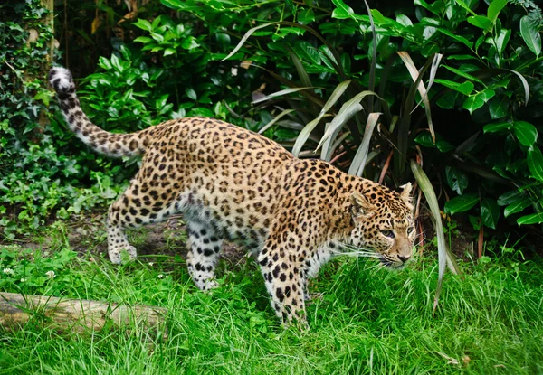 Güzel leopar panthera pardus büyük kedi yapraklar arasında — Stok fotoğraf