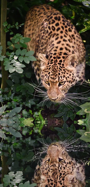 Piękne leopard panthera pardus duży kot wśród liści uzyskiwania — Zdjęcie stockowe