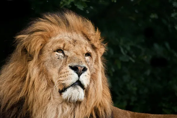 Portre kralı orman aslanı panthera leo büyük bir kedi — Stok fotoğraf