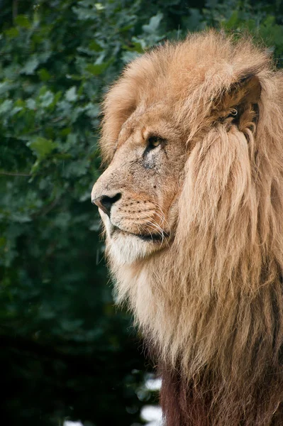Király a dzsungelben oroszlán Panthera Leo big cat portréja — Stock Fotó