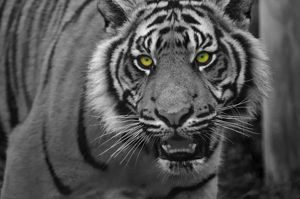 Portret van Sumatraanse tijger panthera tigris sumatrae grote kat — Stockfoto