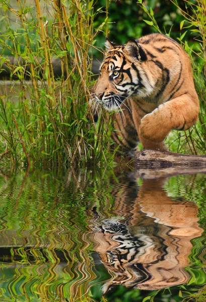 Portrait of Sumatran Tiger Panthera Tigris Sumatrae big cat refl — Stock Photo, Image