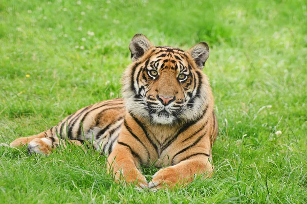 Retrato de Sumatra Tigre Panthera Tigris Sumatrae gato grande —  Fotos de Stock