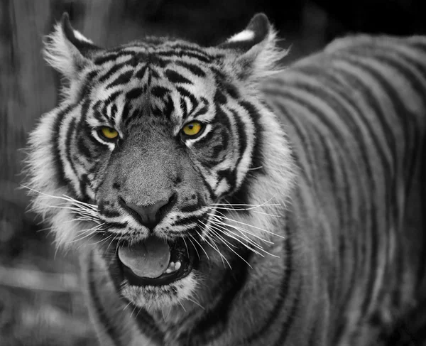 Portrait de Tigre de Sumatra Panthera Tigre de Sumatrae grand chat — Photo