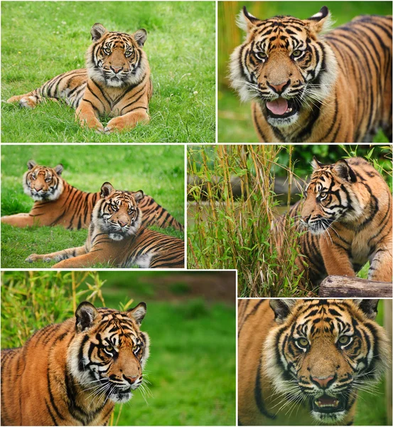 Сборник изображений Сумат5ранского тигра Пантера Тигр Суматра — стоковое фото