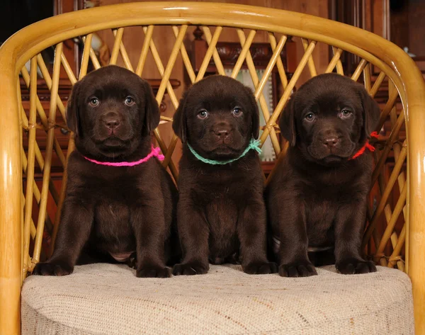 Drie cute labrador puppies portret — Stockfoto
