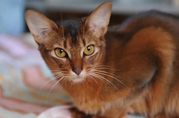 红润索马里猫肖像 — 图库照片