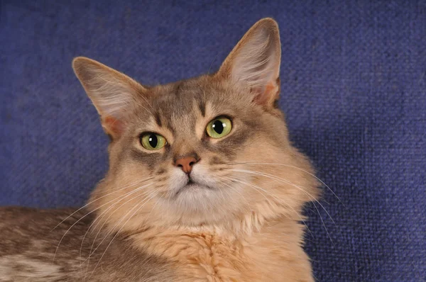 Tatlı mavi somali kedi portre — Stok fotoğraf
