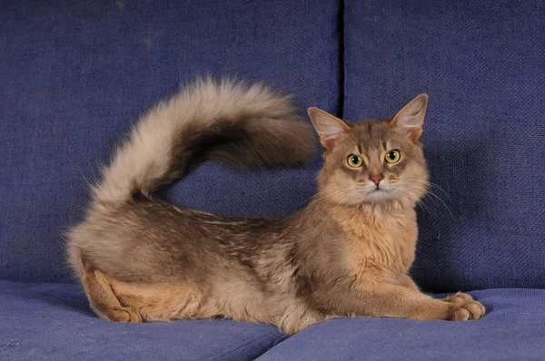 Azul somali macho gato retrato — Fotografia de Stock