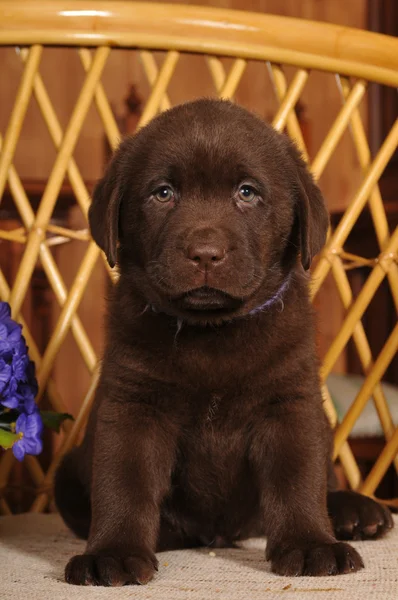 Portrait of labrador puppy brown color — Stock Photo, Image