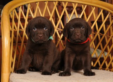 iki küçük labrador yavru portre