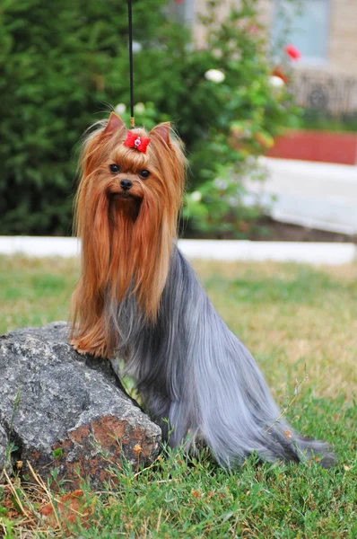 Yorkshire terrier on the stone portrait with mouth shut — Stock Photo, Image