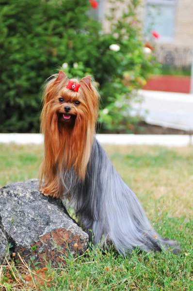 Yorkshire terrier on the stone portrait — Stock Photo, Image