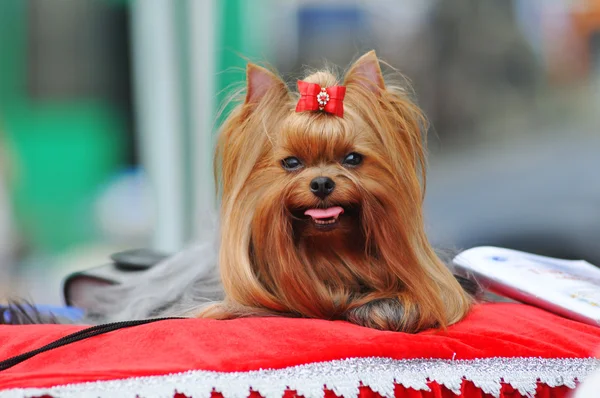 Yorkshire terrier show class — Stock Photo, Image