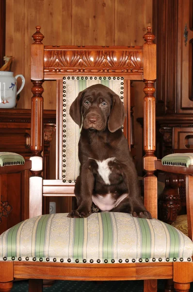 Cãozinho bonito senta-se na cadeira — Fotografia de Stock