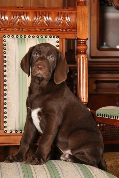 Cute brown puppy portrait sits on the chair — Stock Photo, Image
