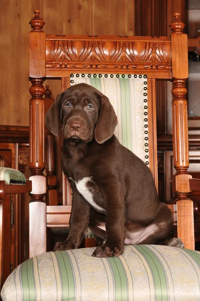 かわいい茶色の子犬の肖像画 — ストック写真
