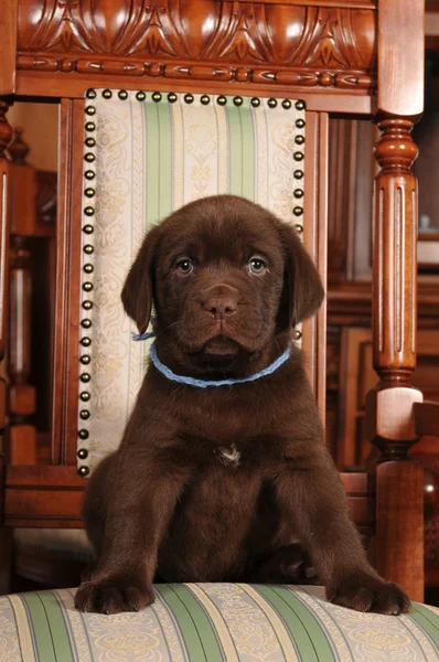 Mooie puppy zit op de stoel — Stockfoto