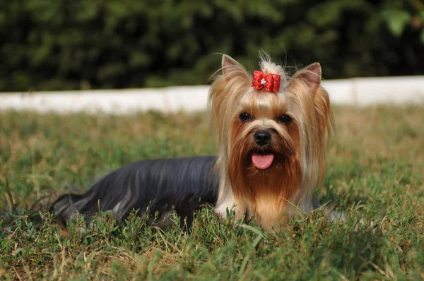 约克夏犬肖像在草地上 — 图库照片
