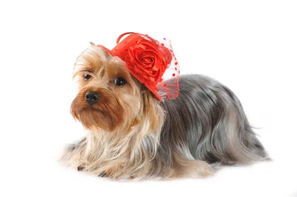 Porträt eines Yorkshire Terriers mit rotem Hut — Stockfoto
